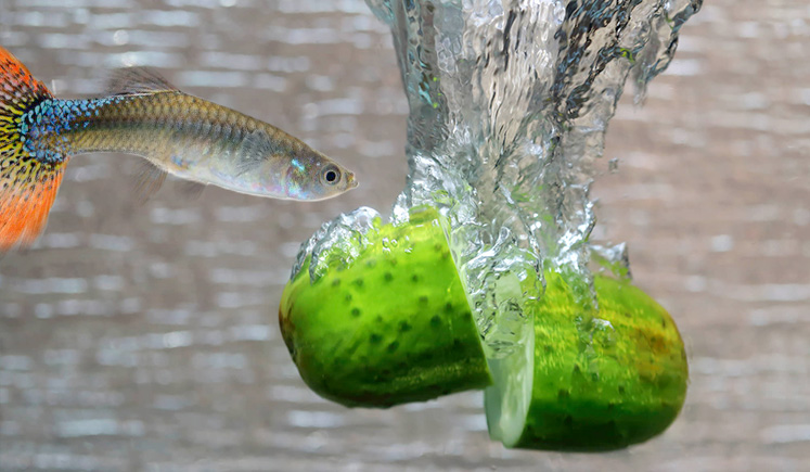 Can guppy and livebearer fish eat vegetables?
