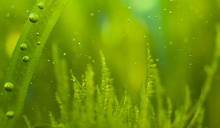 
		How to Encourage Algae Growth - Guppy Aquarium	
