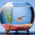 Keeping Guppies in a Glass Fish Bowl