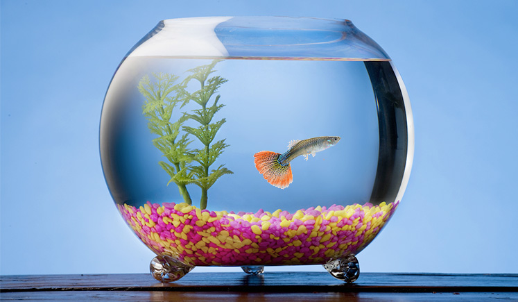 thumbnail image 2 of Beavorty 1set Globe Fish Tank Glass Aquarium For 2 of 13