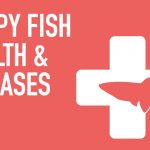 Guppy Diseases and Treatment
