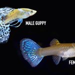 Identifying Between a Male and Female Guppy Fish