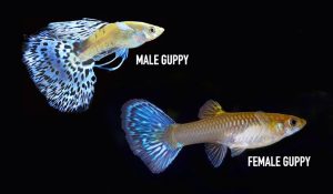 Sexing Guppies: Male or Female