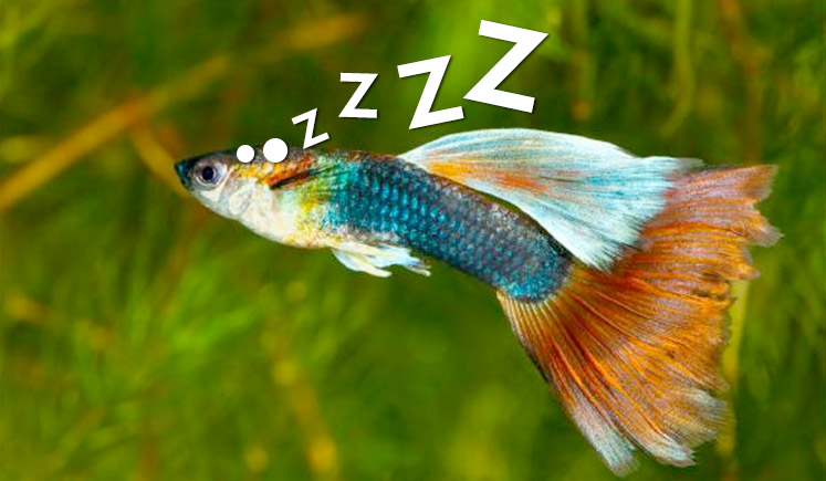 
		Do Guppies Sleep? - Guppy Aquarium	