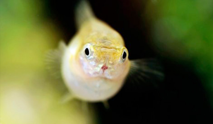 newborn guppy fry