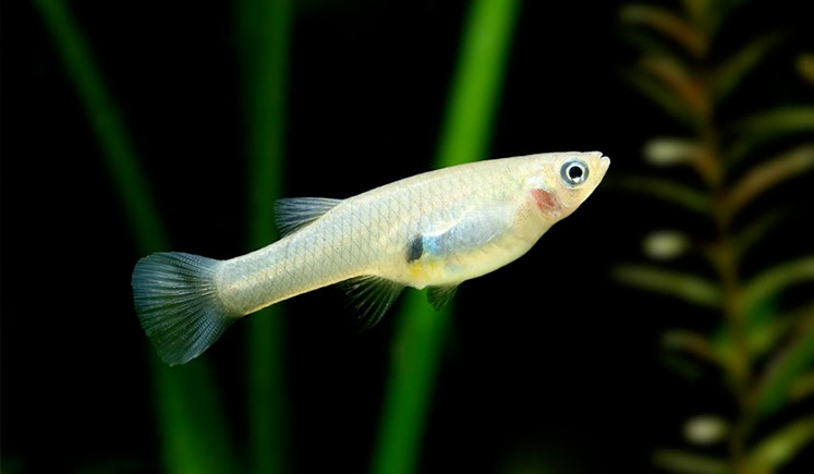 Feeding mosquito hotsell larvae to fish