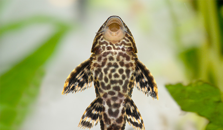 Pleco Catfish Plecostumus