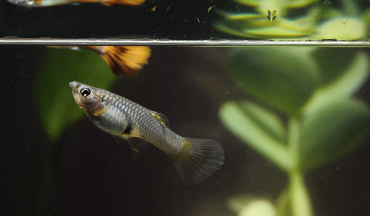 pregnant endler guppy