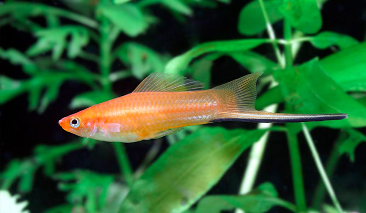 swordtails and guppies